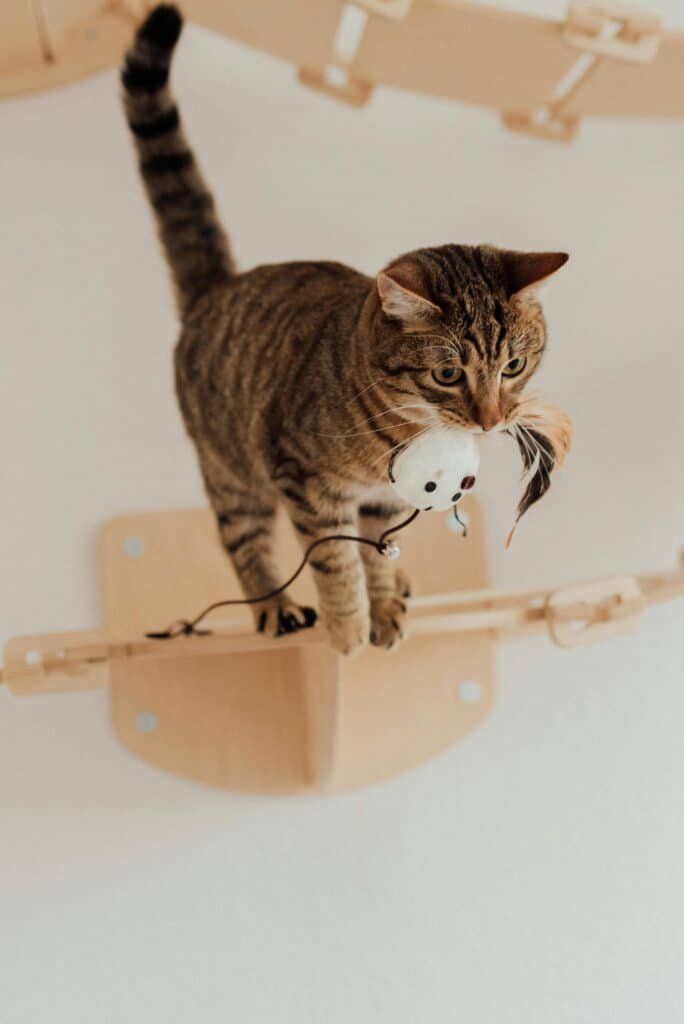 Pourquoi jouer avec votre chat est essentiel à son bien-être : Astuces et conseils pratiques