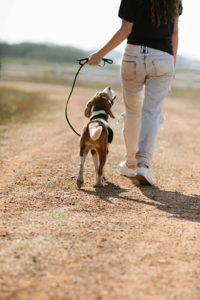 Combien de fois sortir son chien par jour ? Découvrez l’importance essentielle des promenades